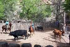 USA-New Mexico-Gila Cowgirl Camp